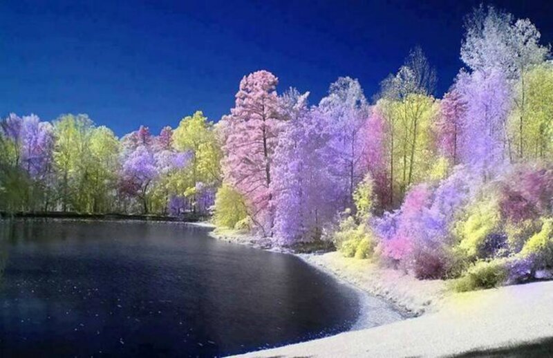 Infrared Forest Lake — Purple, Serene