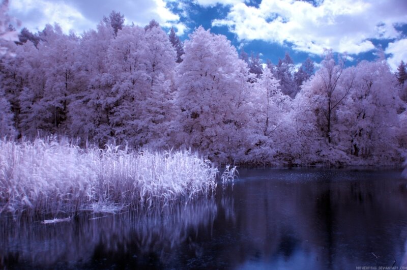 Infrared Forest Lake — Purple