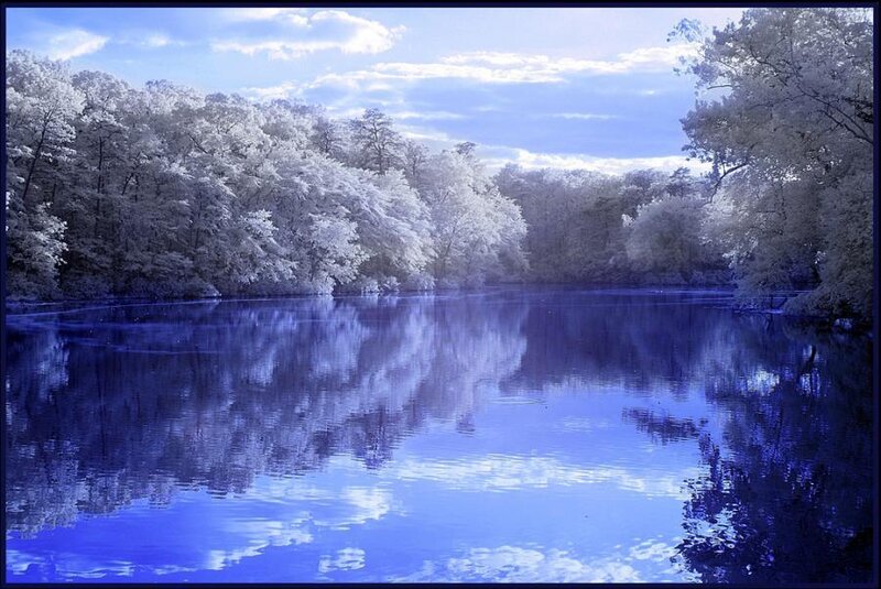 Infrared forest lake scene