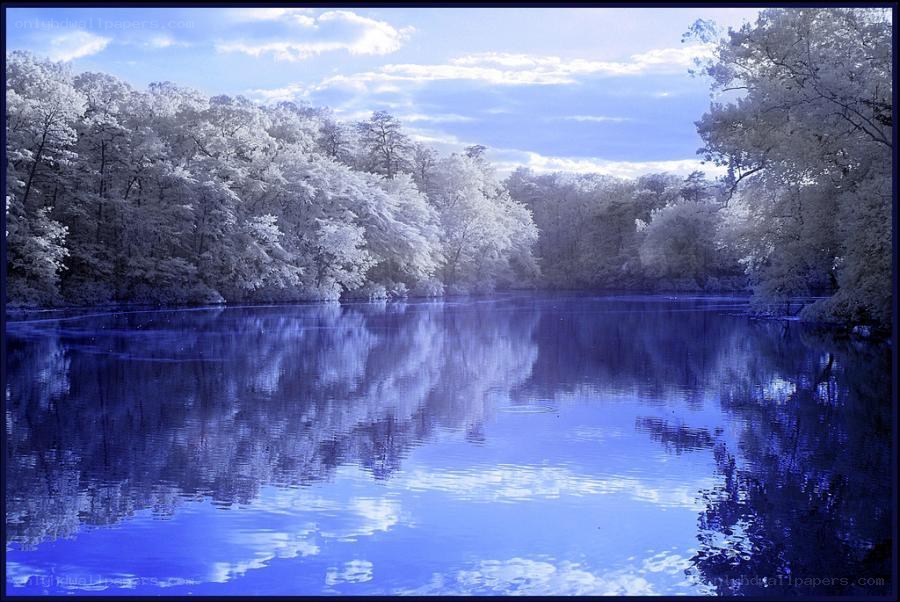 Infrared forest lake scene