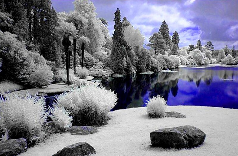Infrared Forest Lake — White, Serene, Photograph
