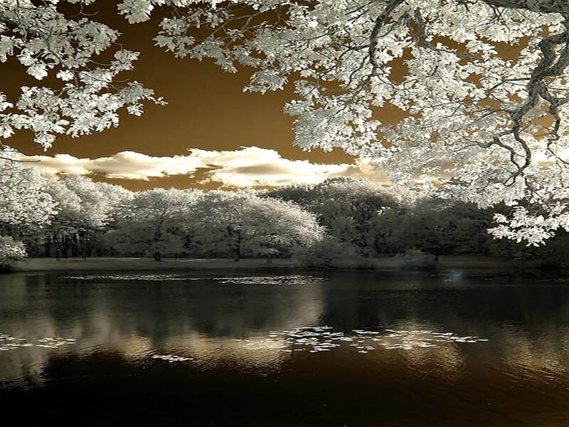 Infrared Forest Lake — White, Serene