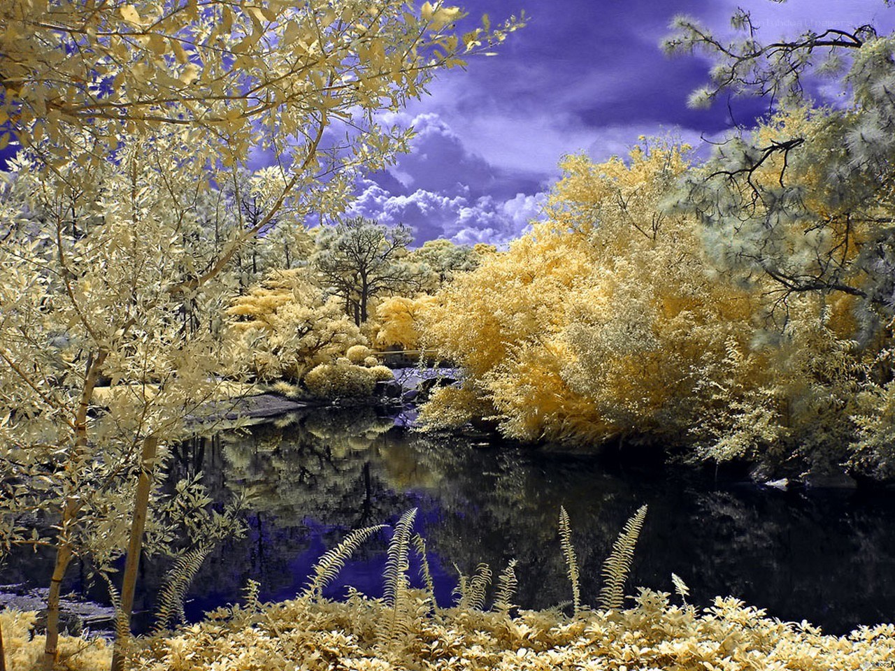 Infrared forest landscape