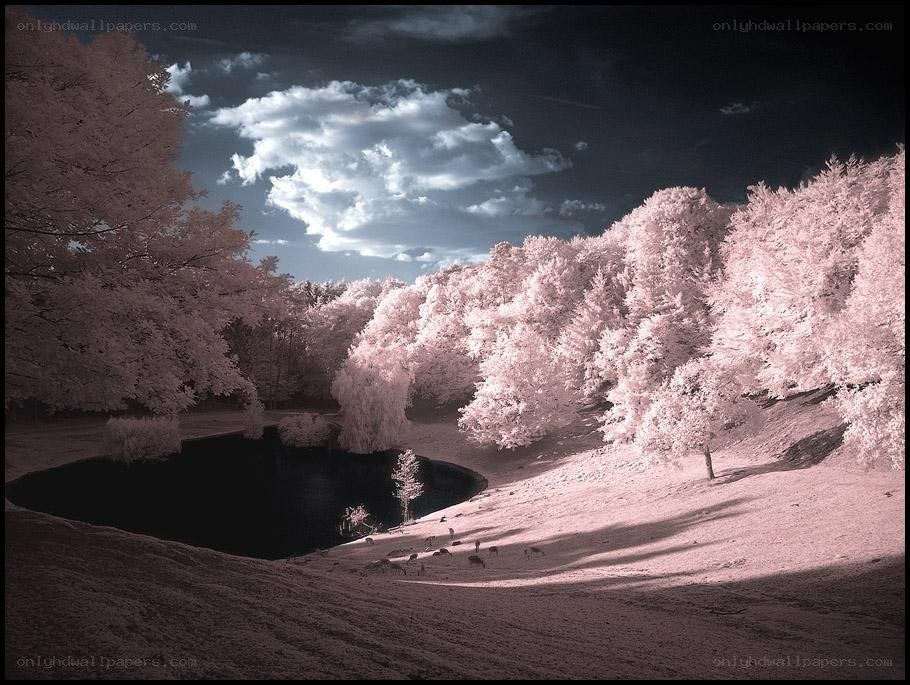 Infrared forest landscape