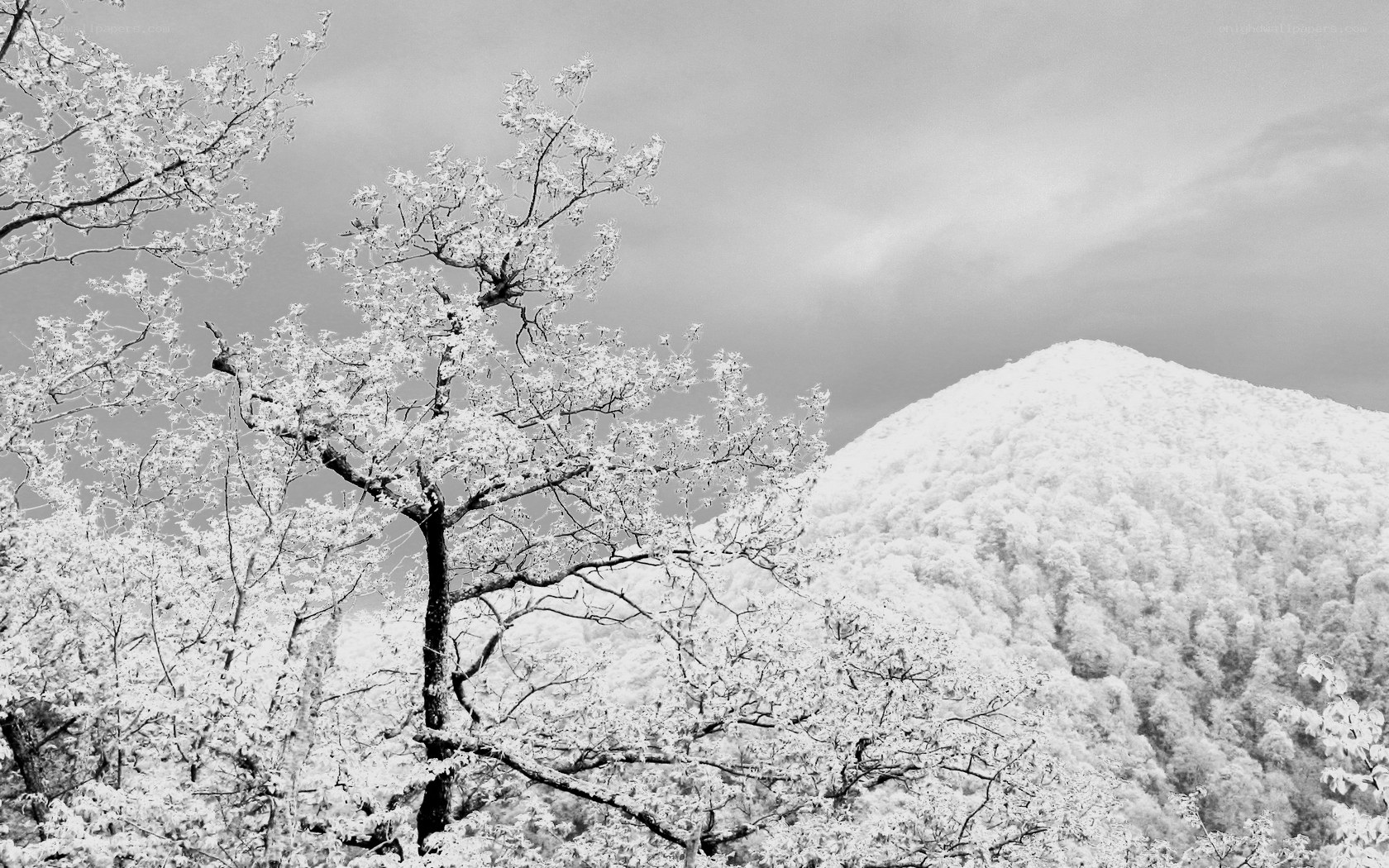 Infrared forest landscape