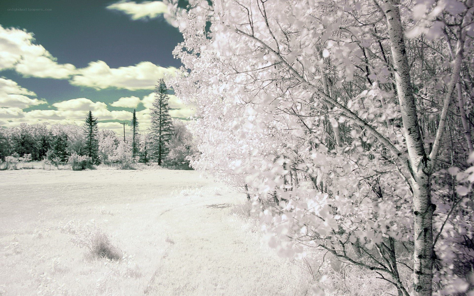 Infrared forest landscape