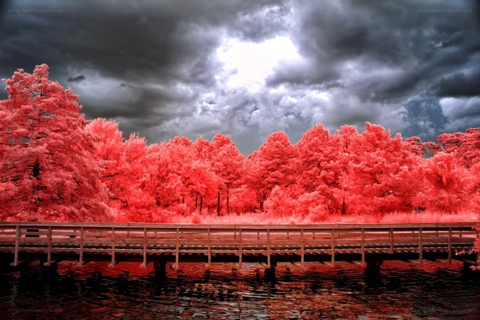 Infrared forest landscape