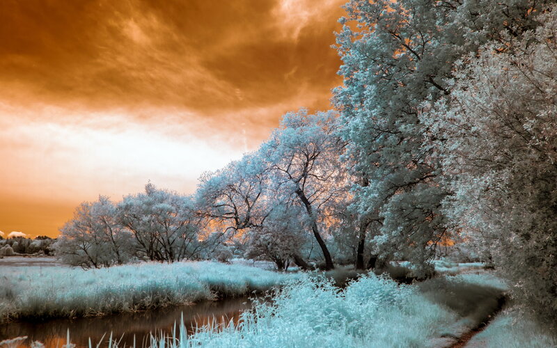Infrared Forest Landscape — Orange
