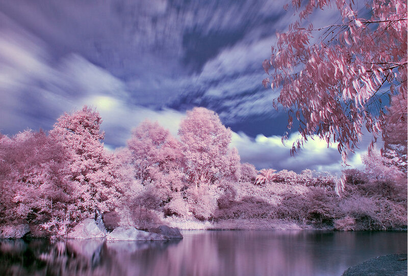 Infrared Forest Landscape — Pink