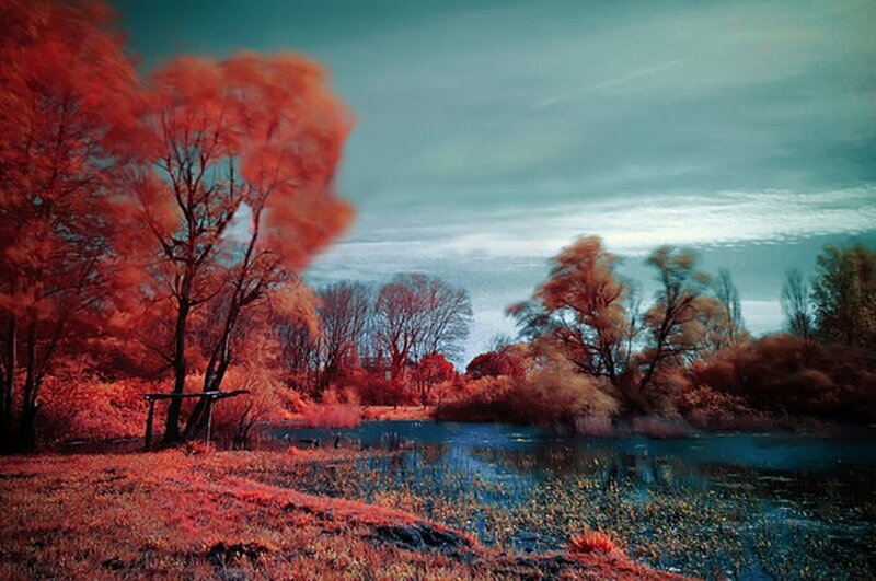 Infrared Forest Landscape — Red