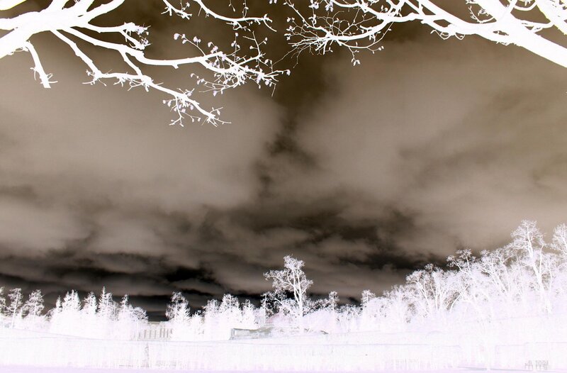Infrared Forest Landscape — White, Dramatic