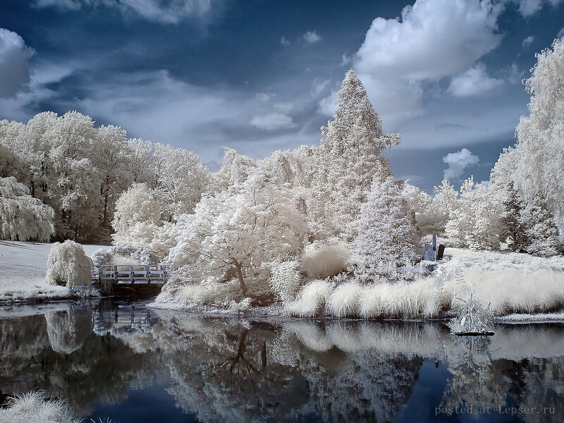 Infrared Forest Landscape — White