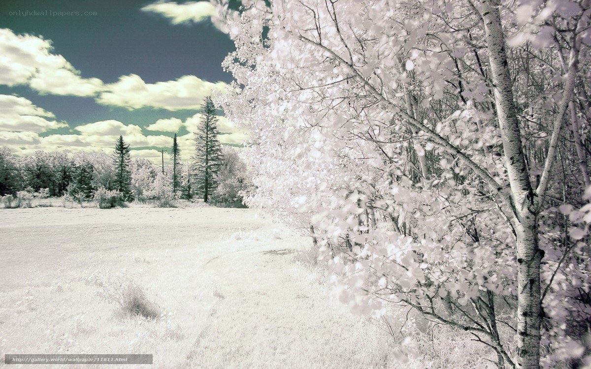Infrared forest landscape