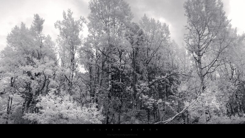 Infrared forest of silver birch