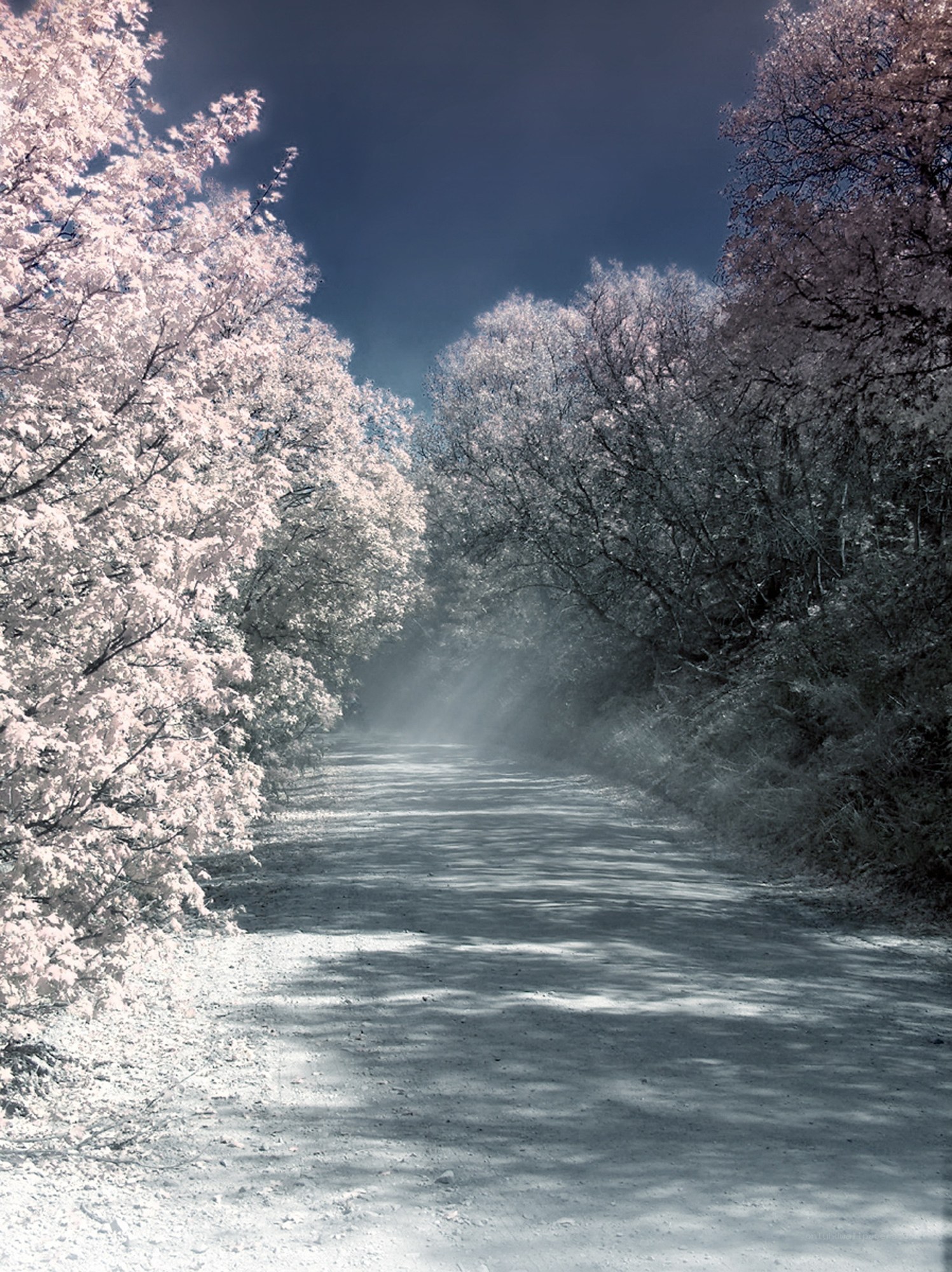 Infrared forest path