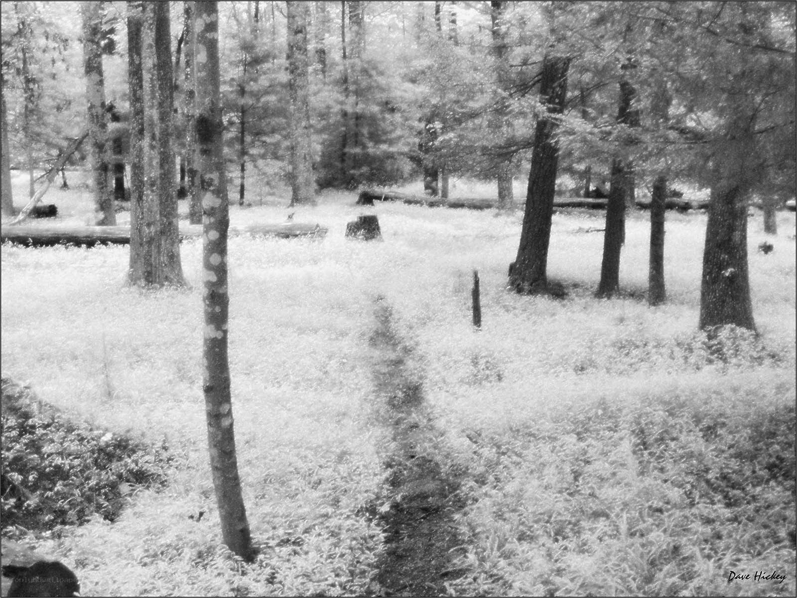 Infrared forest path