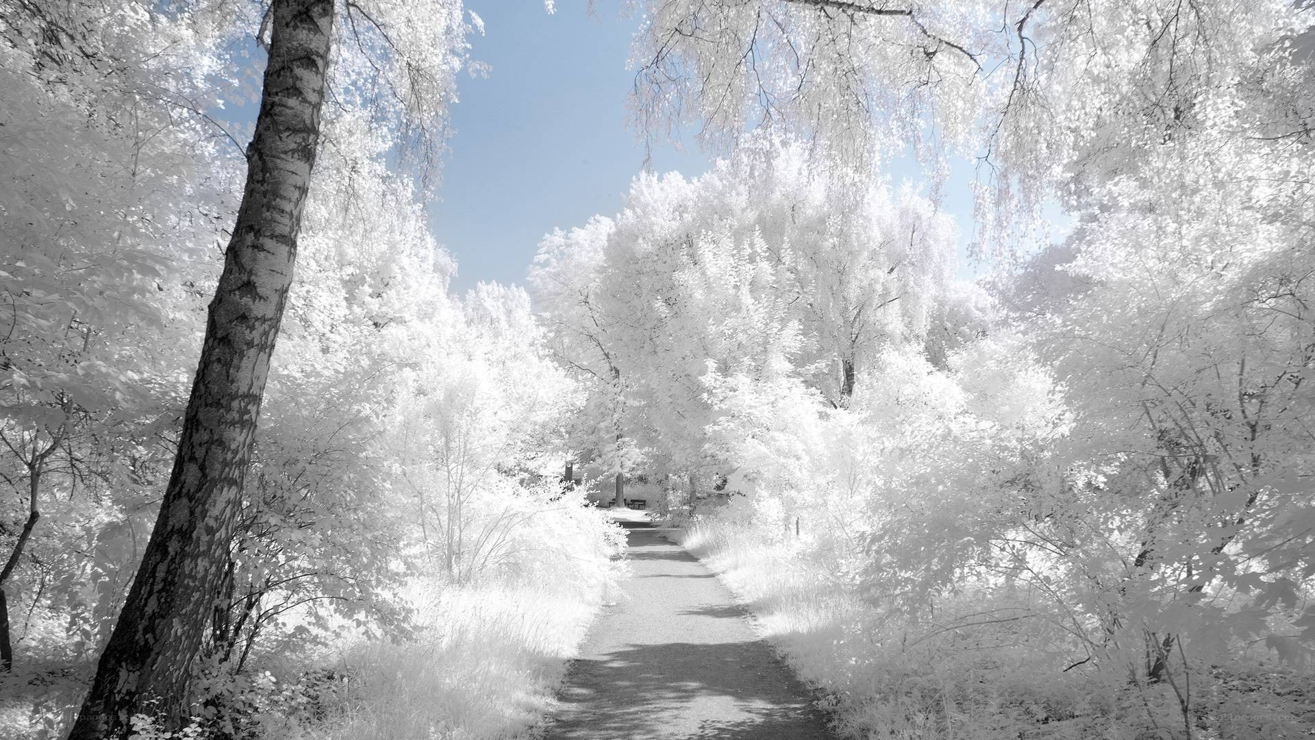 Infrared forest path