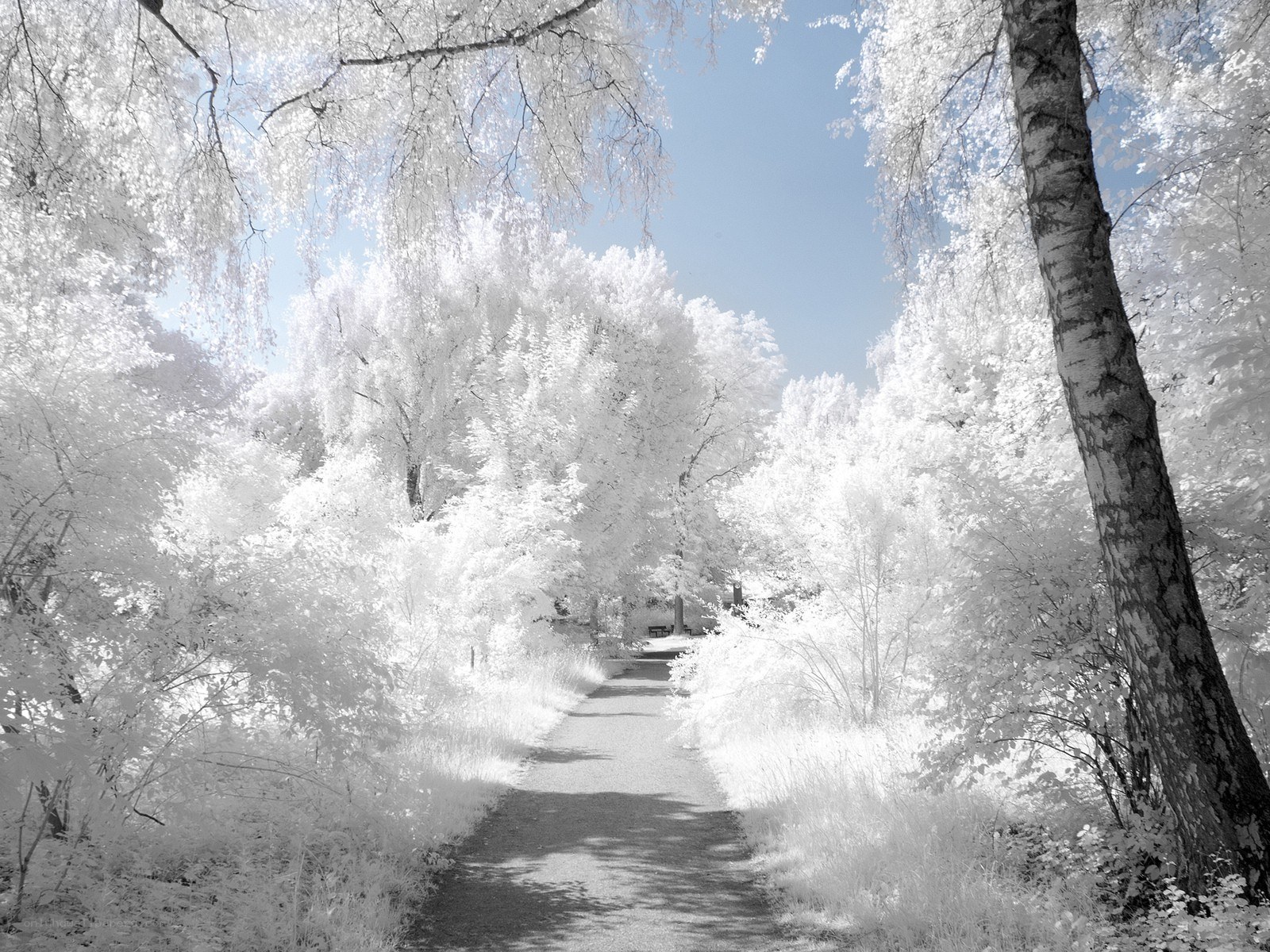 Infrared forest path