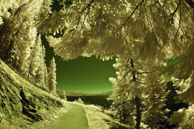 Infrared Forest Path — Green