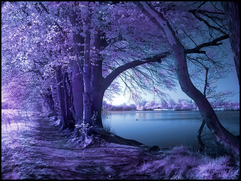 Infrared Forest Path — Purple