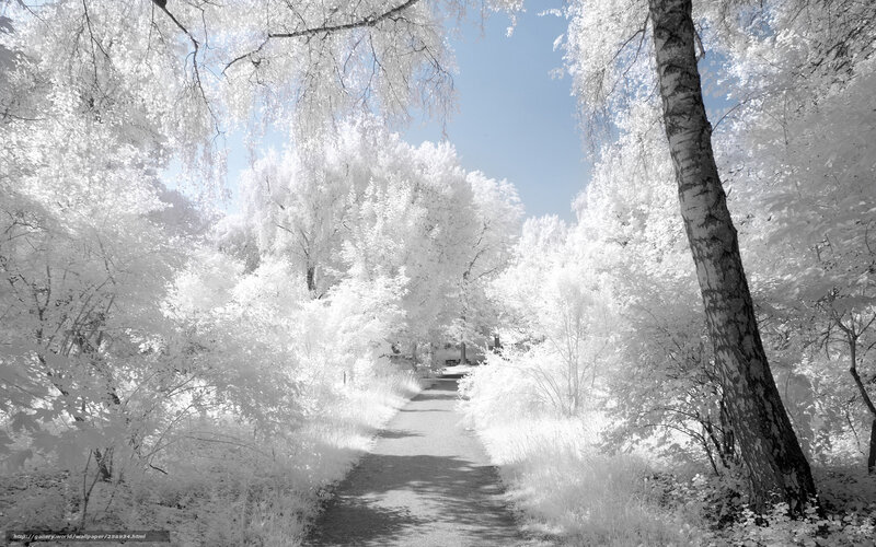 Infrared forest path