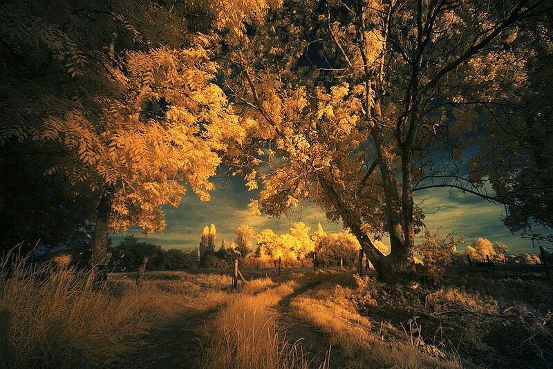 Infrared Forest Path — Yellow