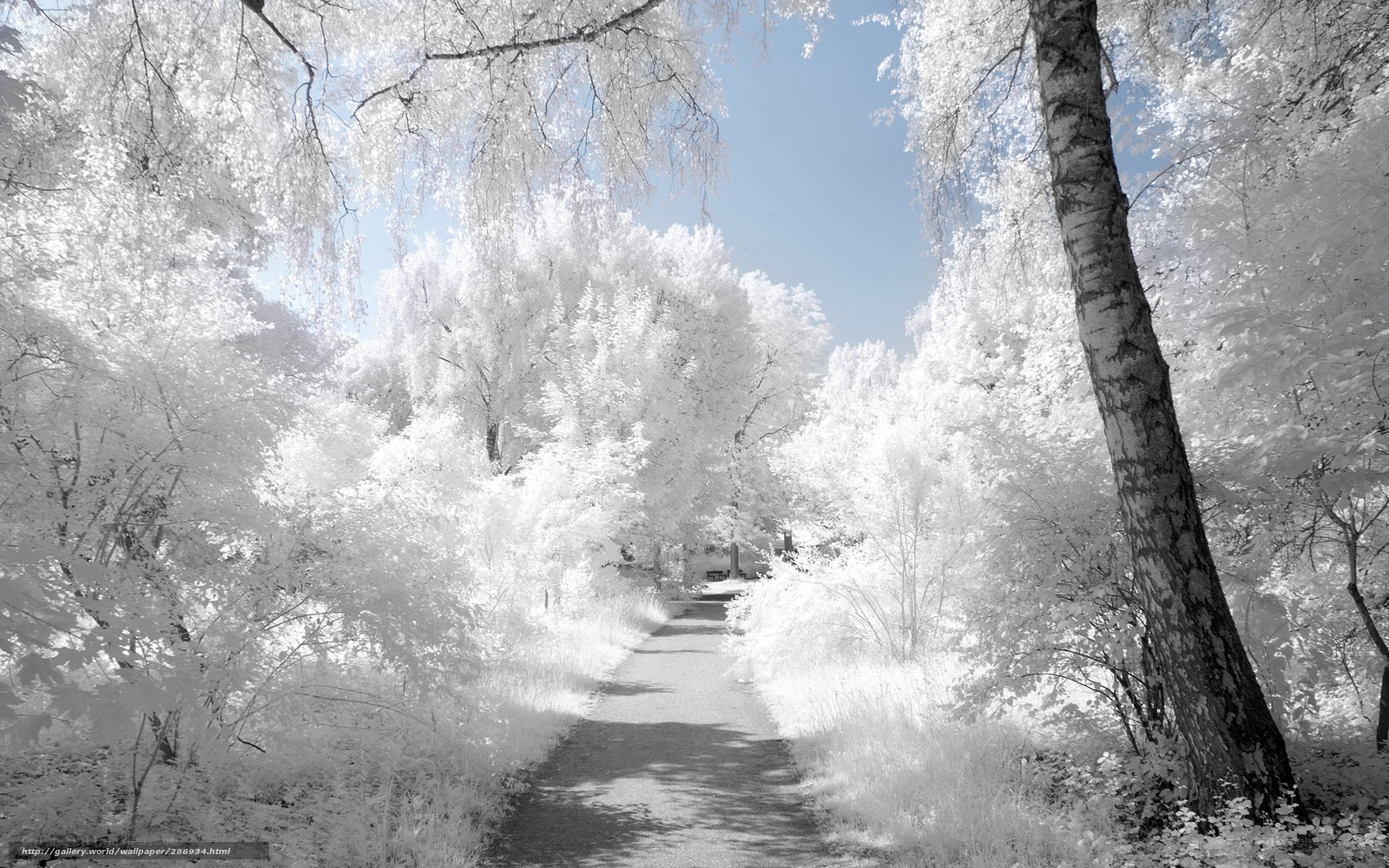 Infrared forest path