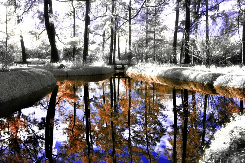 Infrared Forest Pond — Blue