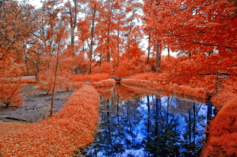 Infrared Forest Pond — Red