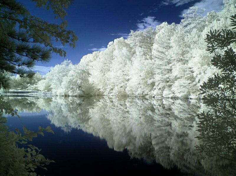 Infrared forest reflection