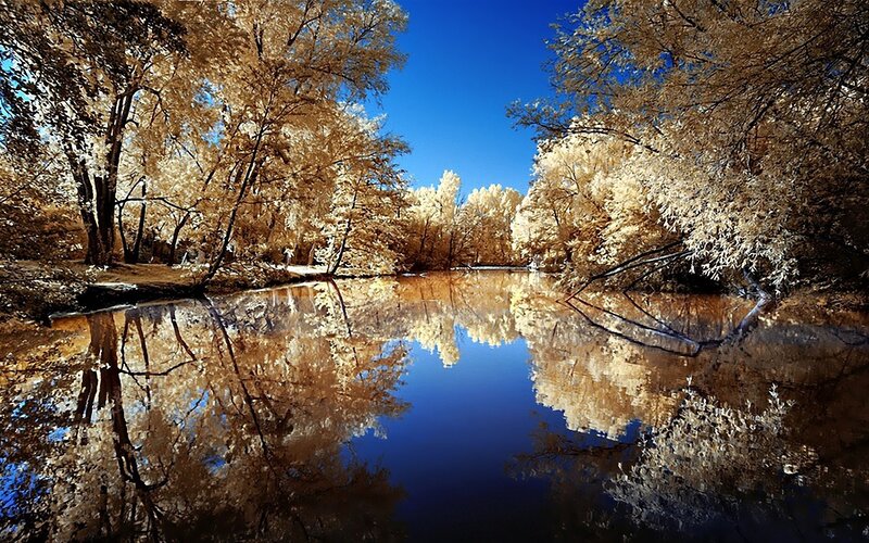 Infrared Forest Reflection — Blue, Serene