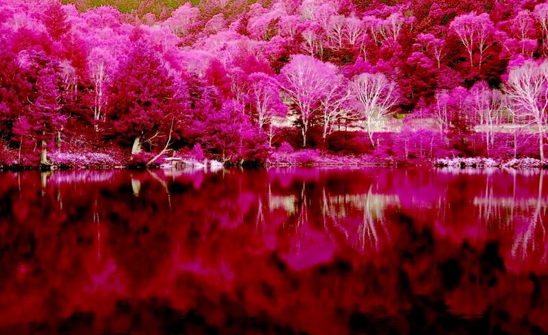 Infrared Forest Reflection — Magenta