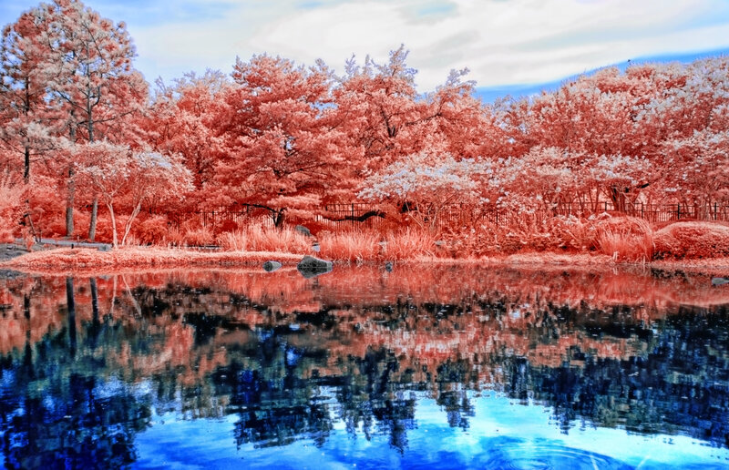 Infrared Forest Reflection — Red