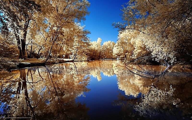 Infrared forest reflection