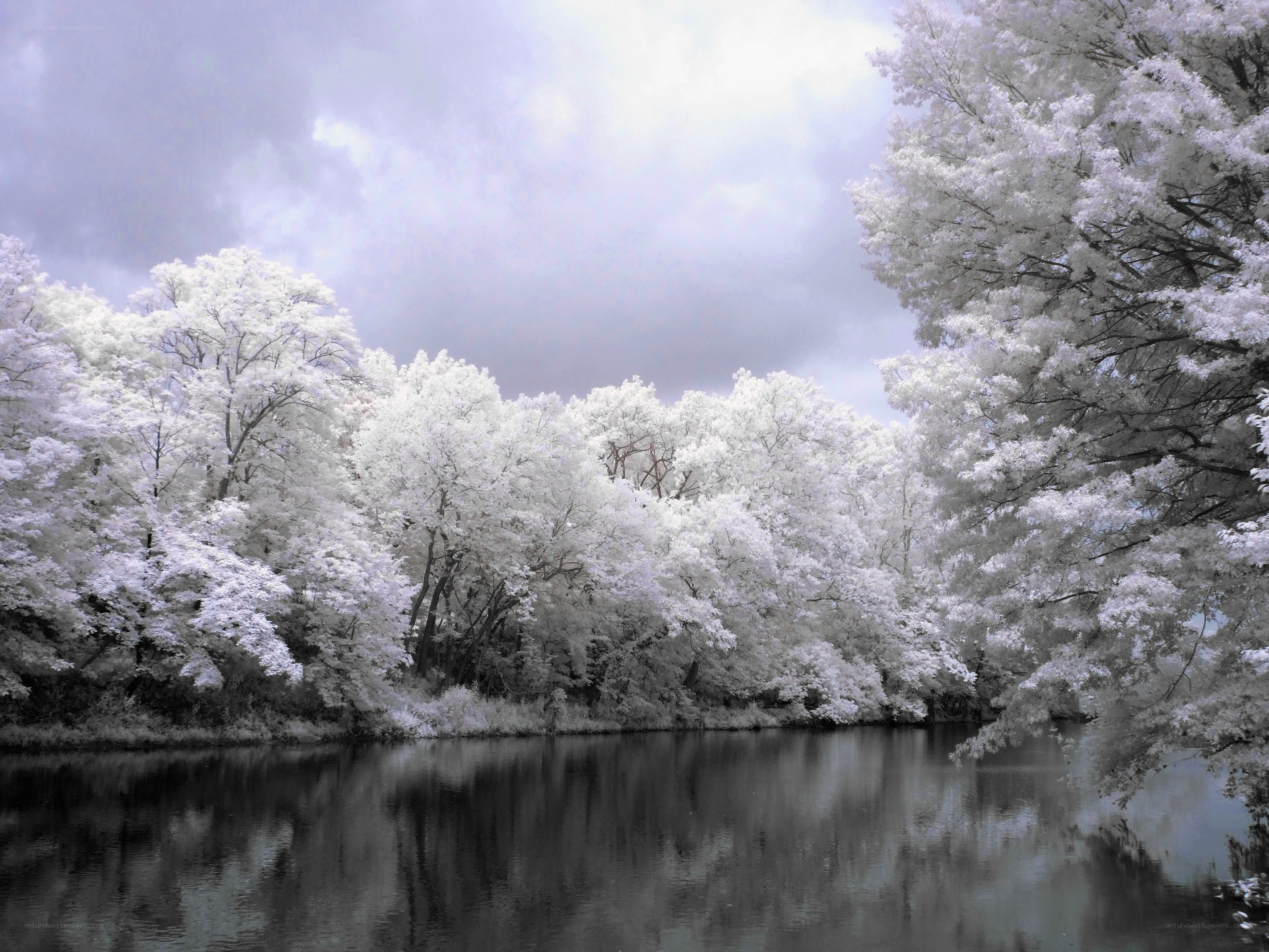 Infrared forest river scene