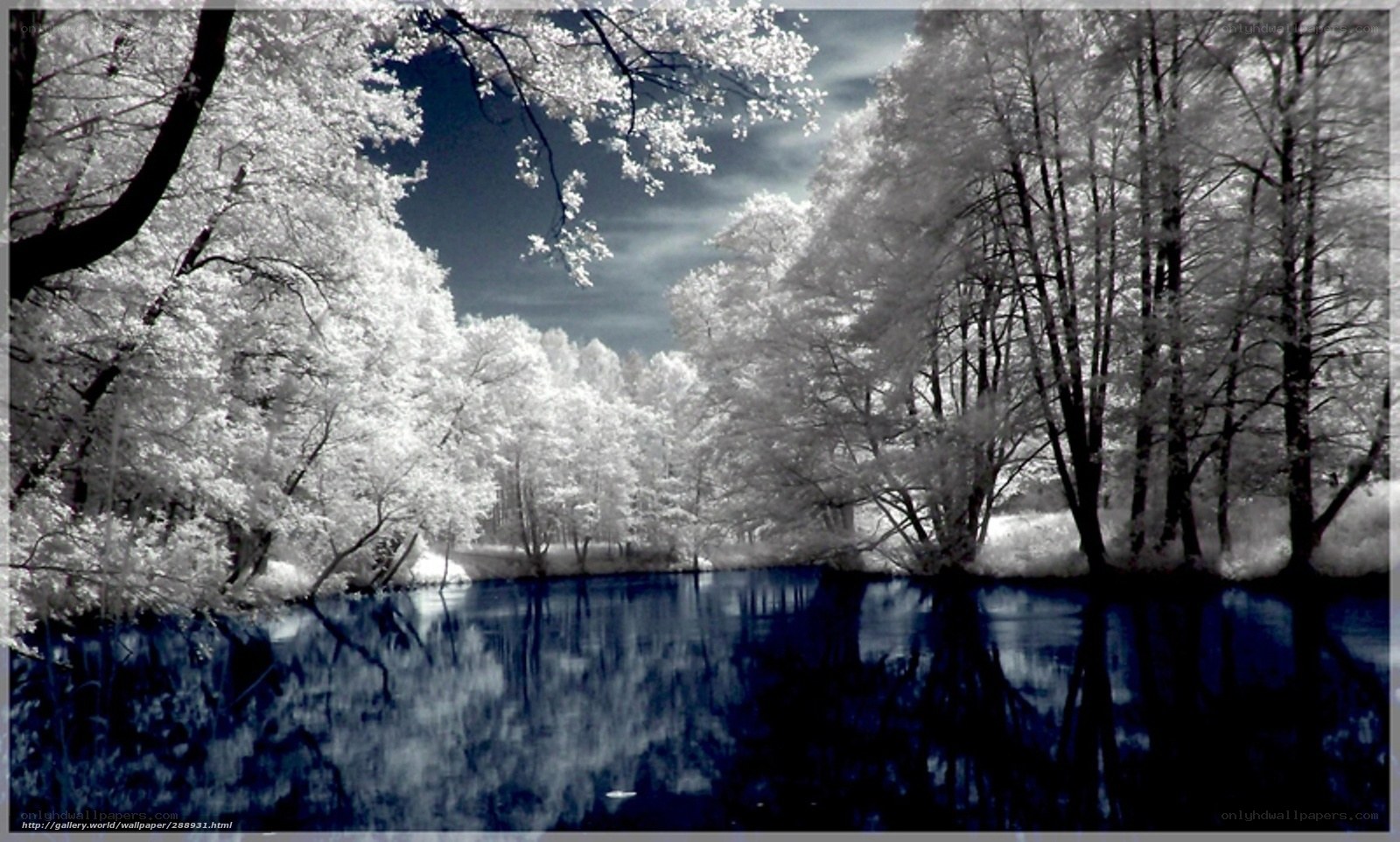Infrared forest river scene