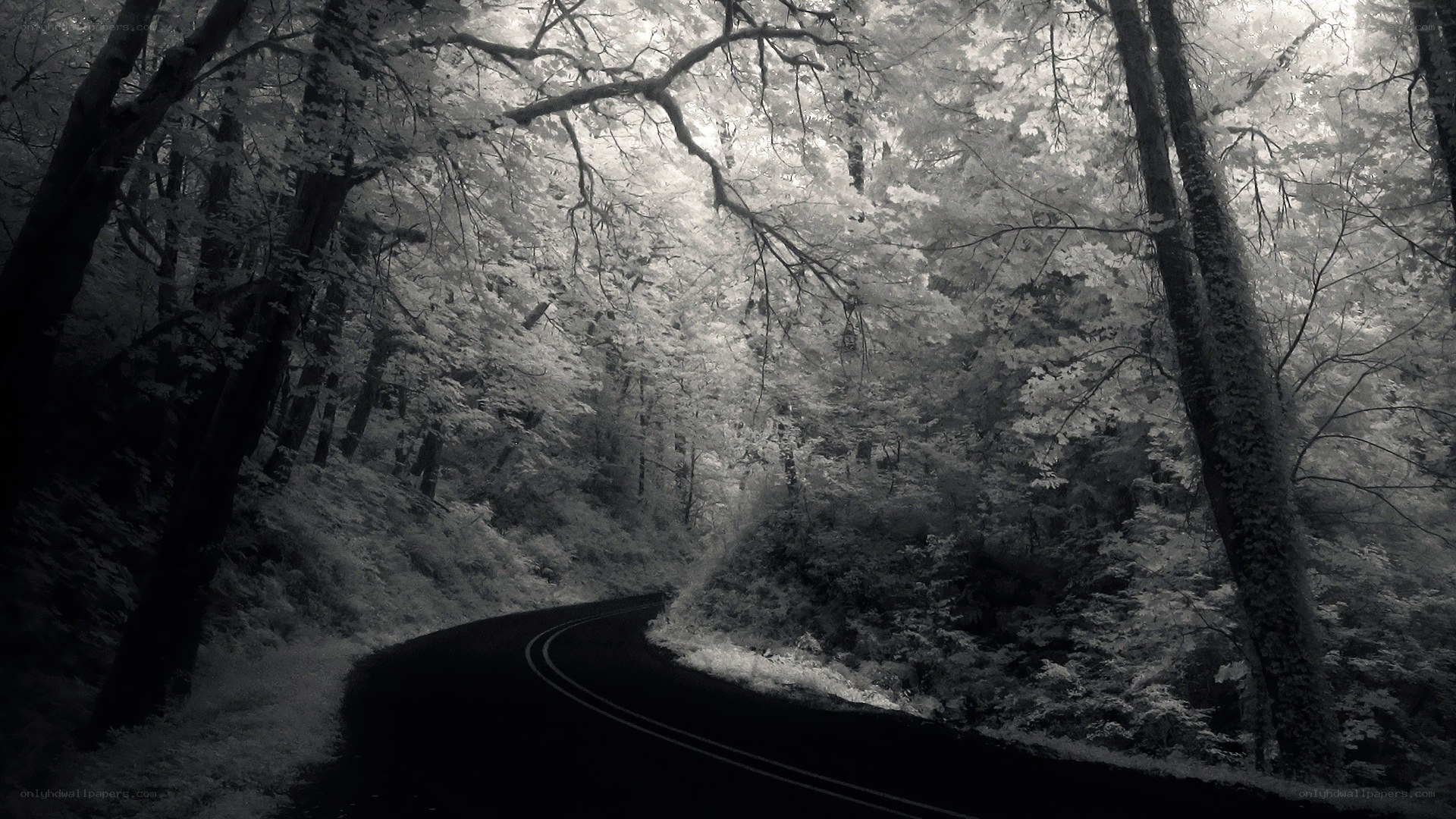 Infrared forest road