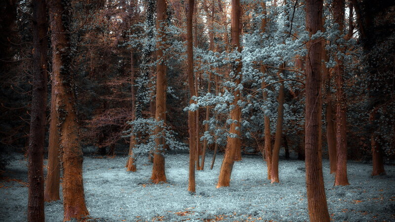 Infrared Forest Scene — Blue, Serene, Photograph