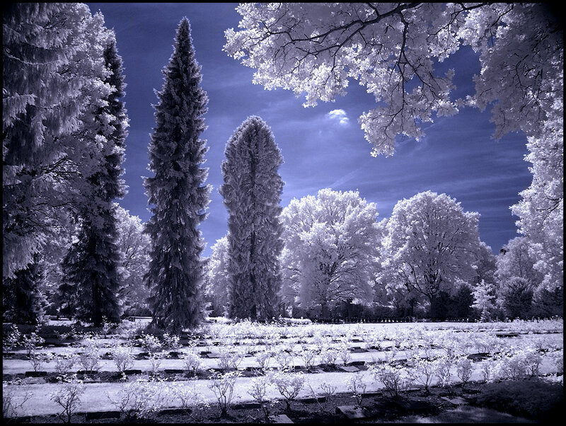 Infrared Forest Scene — Blue, Serene