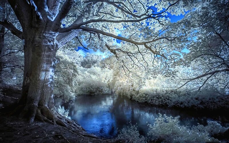 Infrared Forest Scene — Blue
