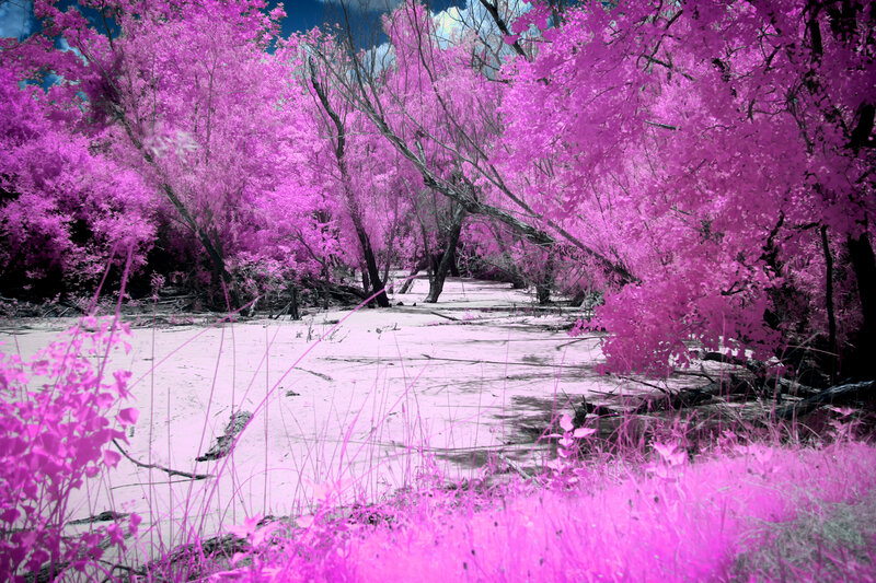 Infrared Forest Scene — Pink