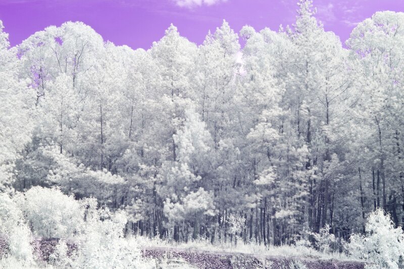 Infrared Forest Scene — Purple, Serene, Photograph
