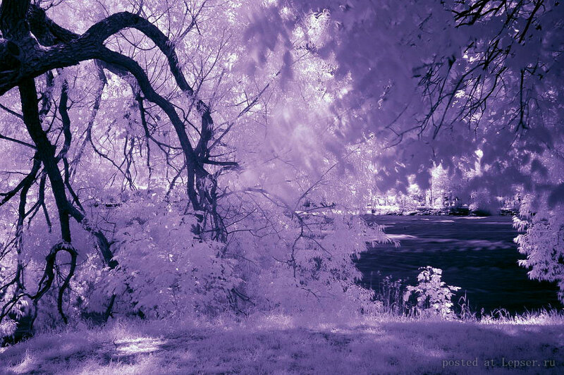 Infrared Forest Scene — Purple
