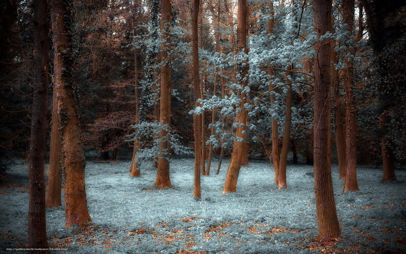 Infrared forest scene