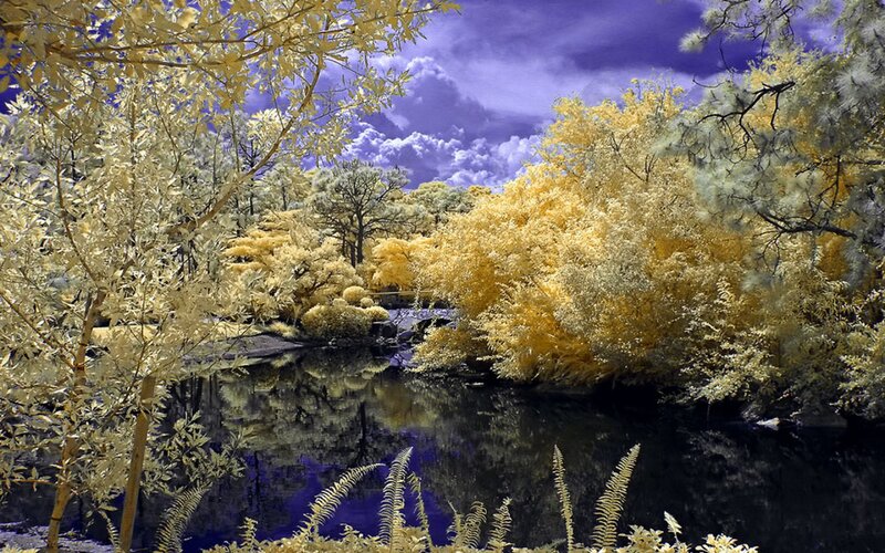 Infrared Forest Scene — Yellow