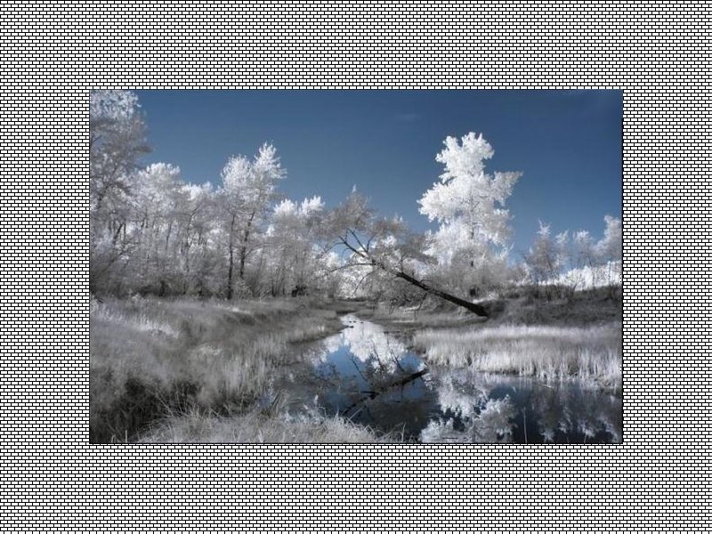 Infrared forest stream