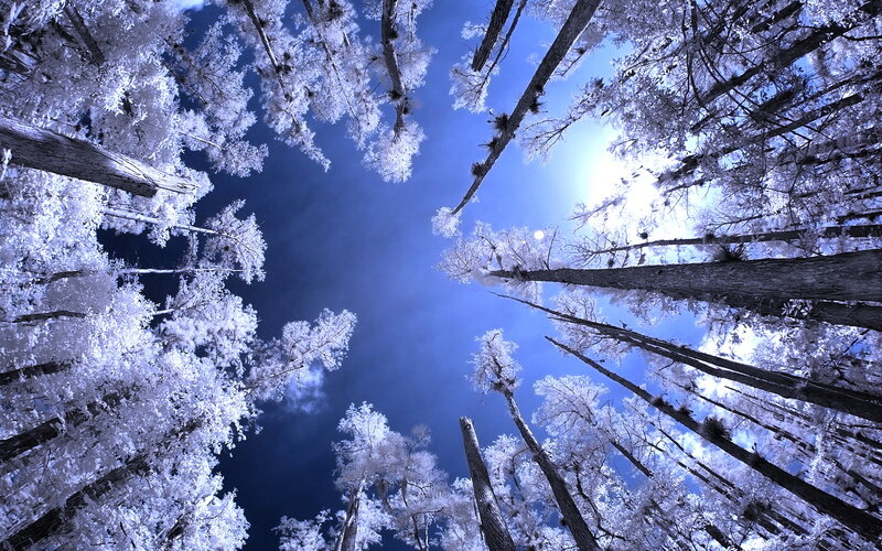 Infrared Forest View