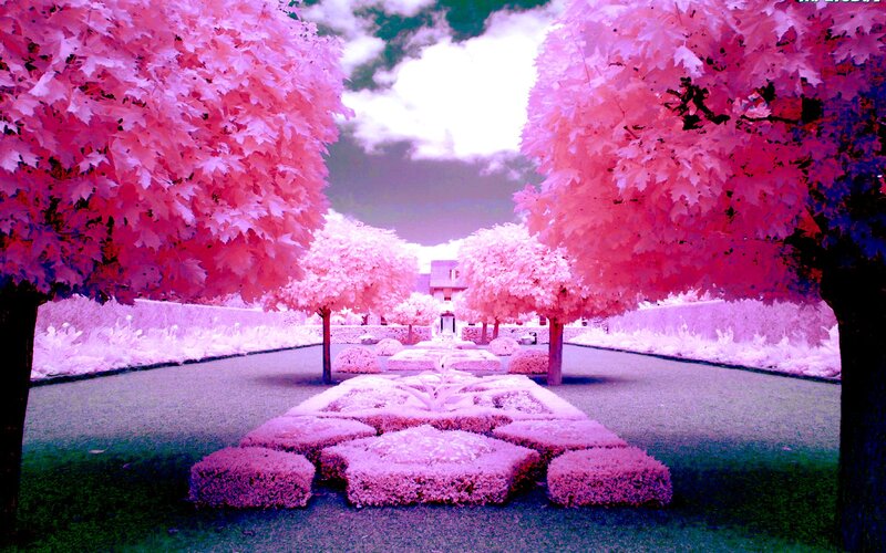 Infrared Garden Path — Pink