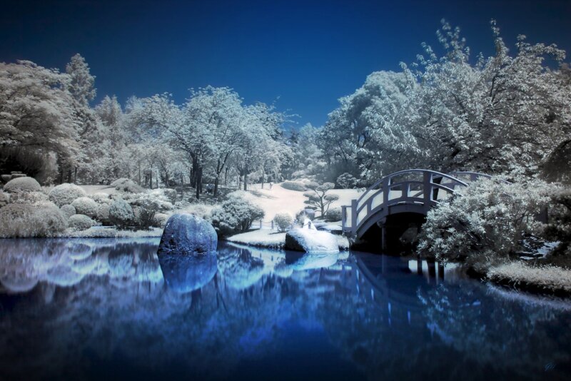 Infrared Garden Scene — Blue