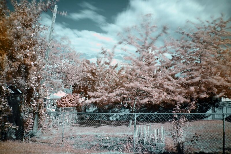 Infrared garden scene